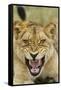 Snarling Lion, Sabi Sabi Reserve, South Africa-Paul Souders-Framed Stretched Canvas