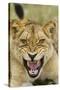 Snarling Lion, Sabi Sabi Reserve, South Africa-Paul Souders-Stretched Canvas