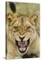 Snarling Lion, Sabi Sabi Reserve, South Africa-Paul Souders-Stretched Canvas