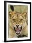 Snarling Lion, Sabi Sabi Reserve, South Africa-Paul Souders-Framed Photographic Print