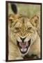 Snarling Lion, Sabi Sabi Reserve, South Africa-Paul Souders-Framed Photographic Print