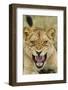 Snarling Lion, Sabi Sabi Reserve, South Africa-Paul Souders-Framed Photographic Print