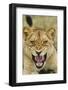 Snarling Lion, Sabi Sabi Reserve, South Africa-Paul Souders-Framed Photographic Print