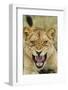 Snarling Lion, Sabi Sabi Reserve, South Africa-Paul Souders-Framed Photographic Print