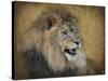 Snarling Male Lion Portrait-Jai Johnson-Stretched Canvas