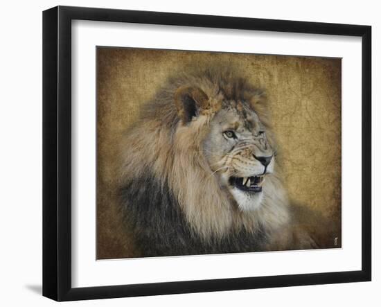 Snarling Male Lion Portrait-Jai Johnson-Framed Giclee Print