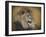 Snarling Male Lion Portrait-Jai Johnson-Framed Giclee Print