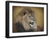 Snarling Male Lion Portrait-Jai Johnson-Framed Giclee Print