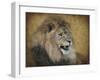 Snarling Male Lion Portrait-Jai Johnson-Framed Giclee Print