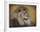 Snarling Male Lion Portrait-Jai Johnson-Framed Giclee Print