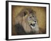 Snarling Male Lion Portrait-Jai Johnson-Framed Giclee Print