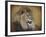 Snarling Male Lion Portrait-Jai Johnson-Framed Giclee Print