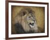 Snarling Male Lion Portrait-Jai Johnson-Framed Giclee Print