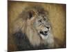Snarling Male Lion Portrait-Jai Johnson-Mounted Giclee Print
