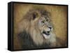 Snarling Male Lion Portrait-Jai Johnson-Framed Stretched Canvas