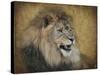 Snarling Male Lion Portrait-Jai Johnson-Stretched Canvas