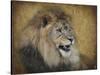 Snarling Male Lion Portrait-Jai Johnson-Stretched Canvas