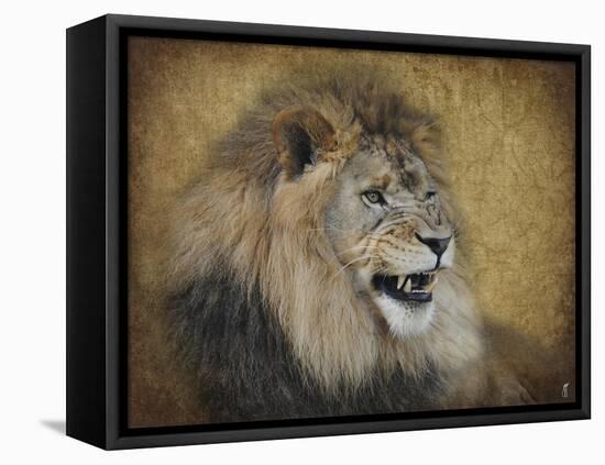 Snarling Male Lion Portrait-Jai Johnson-Framed Stretched Canvas