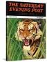 "Snarling Tiger," Saturday Evening Post Cover, April 19, 1941-Emmett Watson-Stretched Canvas