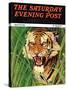 "Snarling Tiger," Saturday Evening Post Cover, April 19, 1941-Emmett Watson-Stretched Canvas