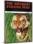 "Snarling Tiger," Saturday Evening Post Cover, April 19, 1941-Emmett Watson-Mounted Premium Giclee Print