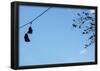 Sneakers on a Wire-null-Framed Poster