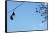 Sneakers on a Wire-null-Framed Stretched Canvas