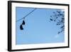 Sneakers on a Wire-null-Framed Photo