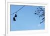 Sneakers on a Wire-null-Framed Photo