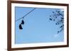 Sneakers on a Wire-null-Framed Photo