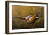 Sneaking Through the Long Grass - Ring Neck Pheasant-Wilhelm Goebel-Framed Giclee Print