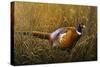 Sneaking Through the Long Grass - Ring Neck Pheasant-Wilhelm Goebel-Stretched Canvas