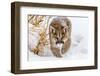 Sneaky Cougar-Mike Centioli-Framed Photographic Print