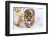 Sneaky Cougar-Mike Centioli-Framed Photographic Print