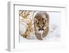 Sneaky Cougar-Mike Centioli-Framed Photographic Print