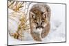 Sneaky Cougar-Mike Centioli-Mounted Photographic Print