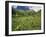 Sneezeweed, Aspens and False Hellebore, Mt Sneffels Wilderness Area, Colorado, USA-Adam Jones-Framed Premium Photographic Print