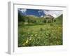 Sneezeweed, Aspens and False Hellebore, Mt Sneffels Wilderness Area, Colorado, USA-Adam Jones-Framed Premium Photographic Print