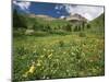 Sneezeweed, Aspens and False Hellebore, Mt Sneffels Wilderness Area, Colorado, USA-Adam Jones-Mounted Premium Photographic Print