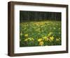 Sneezeweed, Aspens and False Hellebore, Mt Sneffels Wilderness Area, Colorado, USA-Adam Jones-Framed Photographic Print