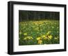 Sneezeweed, Aspens and False Hellebore, Mt Sneffels Wilderness Area, Colorado, USA-Adam Jones-Framed Photographic Print