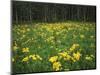 Sneezeweed, Aspens and False Hellebore, Mt Sneffels Wilderness Area, Colorado, USA-Adam Jones-Mounted Photographic Print