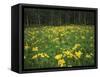 Sneezeweed, Aspens and False Hellebore, Mt Sneffels Wilderness Area, Colorado, USA-Adam Jones-Framed Stretched Canvas