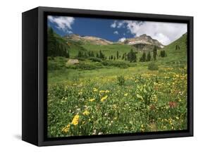 Sneezeweed, Aspens and False Hellebore, Mt Sneffels Wilderness Area, Colorado, USA-Adam Jones-Framed Stretched Canvas