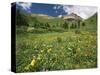 Sneezeweed, Aspens and False Hellebore, Mt Sneffels Wilderness Area, Colorado, USA-Adam Jones-Stretched Canvas