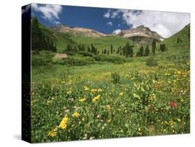 Sneezeweed, Aspens and False Hellebore, Mt Sneffels Wilderness Area, Colorado, USA-Adam Jones-Stretched Canvas