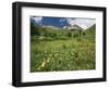 Sneezeweed, Aspens and False Hellebore, Mt Sneffels Wilderness Area, Colorado, USA-Adam Jones-Framed Photographic Print