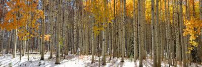 Aspen Trees in the Snow in Early Winter Time-SNEHITDESIGN-Photographic Print