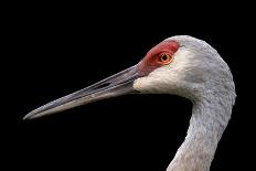 Sandhill Crane-SNEHITDESIGN-Photographic Print