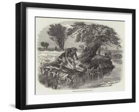 Sniggling for Eels-null-Framed Giclee Print